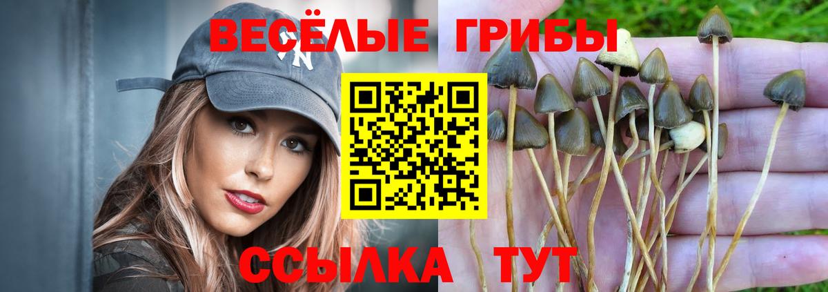 Галлюциногенные грибы Psilocybe  Галлюциногенные грибы GOLDEN TEACHER  Мончегорск  цены наркотик  Вход с VPN 